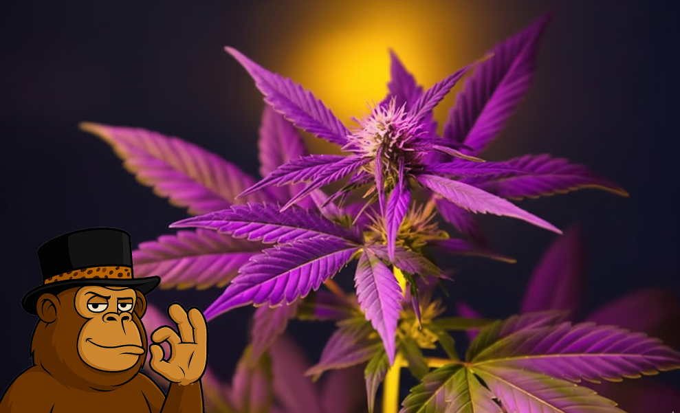 Light and Functional Hybrid Strains Light and Functional Hybrid Strains