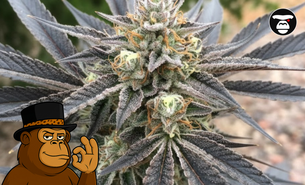 Best Weed Strains In Visalia