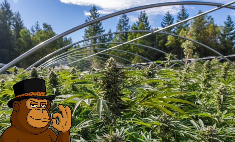 Balanced Hybrid cannabis bud with frosty crystals