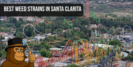 Panoramic view of Six Flags Magic Mountain in Santa Clarita with text overlay "Best Weed Strains In Santa Clarita" and a cartoon ape mascot giving a thumbs up.