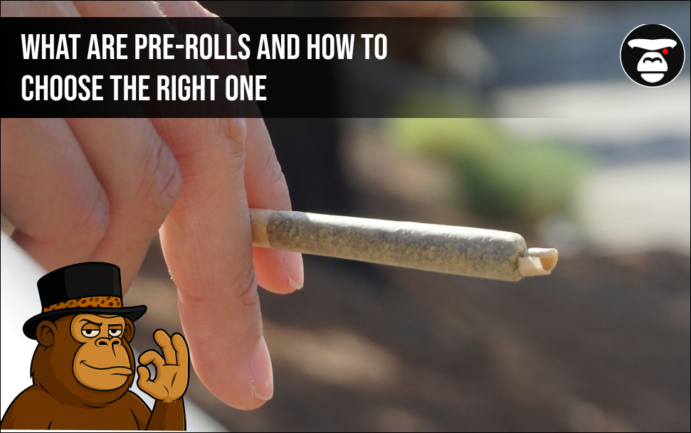 What Are Pre-Rolls and How to Choose the Right One