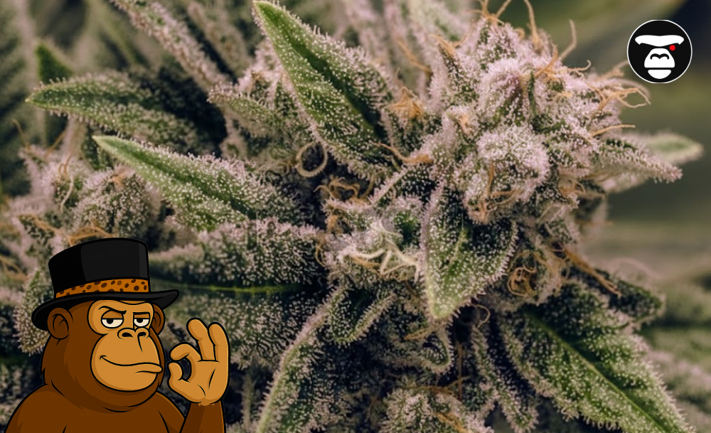 Best Weed Strains In Napa Scenic Napa waterfront with text overlay: "Best Weed Strains in Napa."