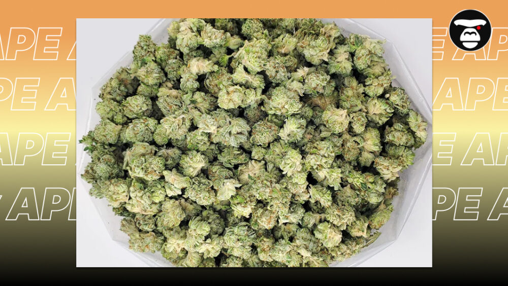 Premium Animal Mints buds with dark violet accents and a shimmering silver frost.