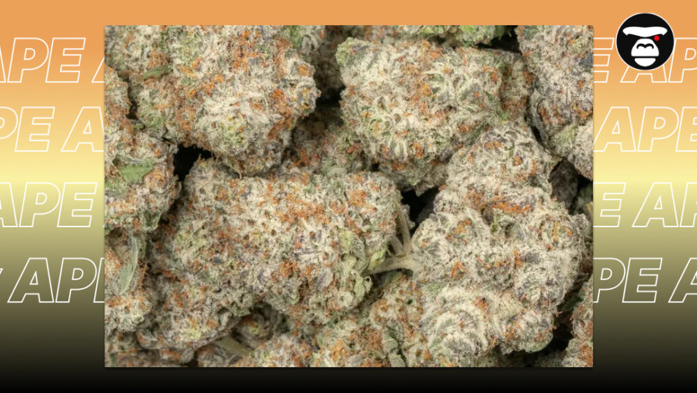 A group of various Runtz-lineage buds including Ice Cream Runtz in a professional setting.