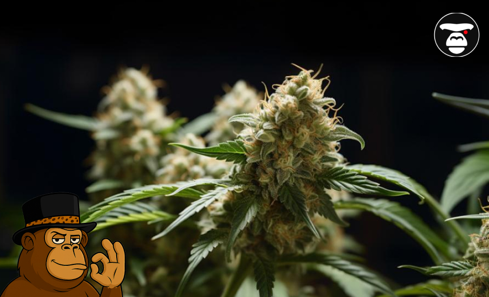 cannabis-plant-growing-stage