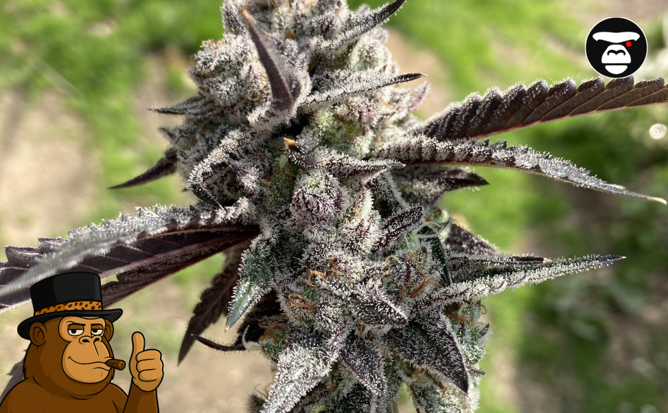 Premium Gorilla Butter buds with deep purple and nearly black leaf accents.