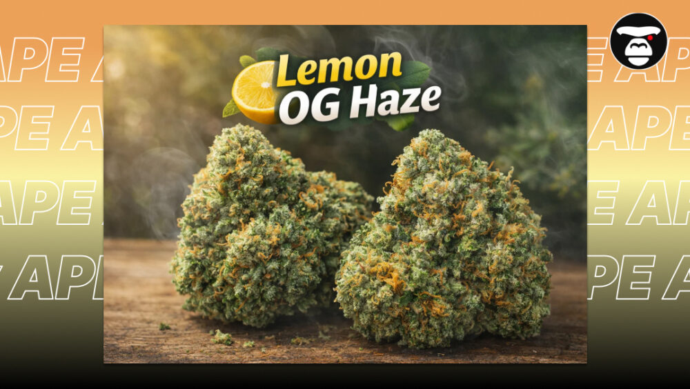 Premium Lemon OG Haze buds with light silver frost and vibrant orange pistils.