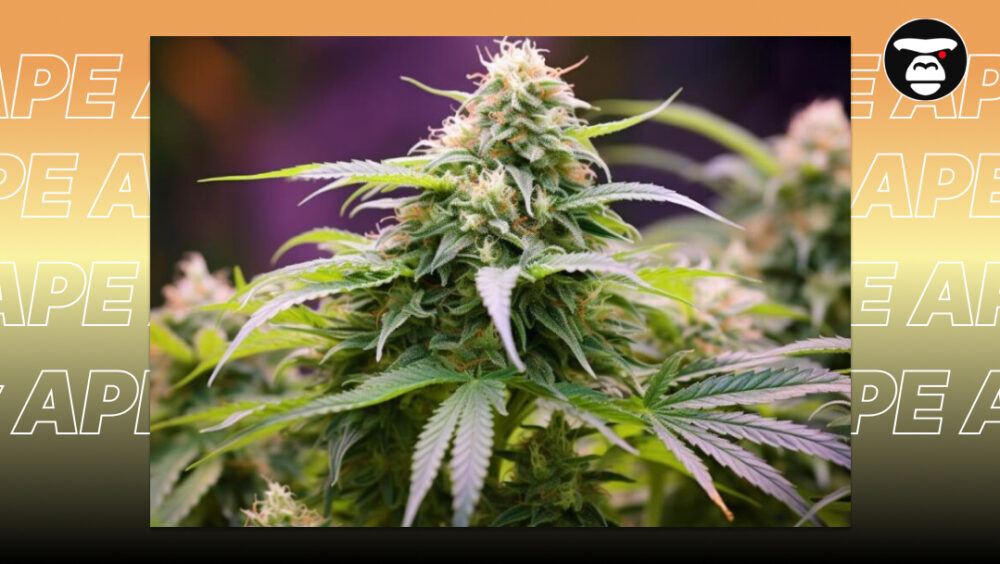 Premium Lemon Sorbet buds with light purple accents and neon orange hairs.