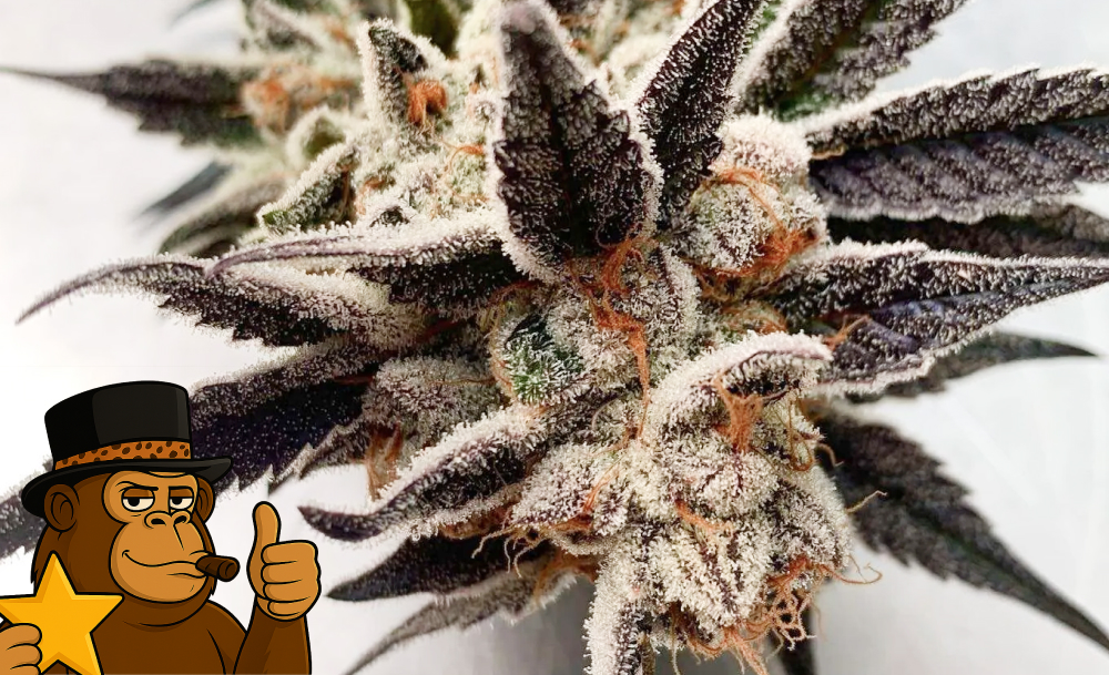 Large, resin-heavy Gorilla Butter cannabis bud representing boutique dispensary quality.