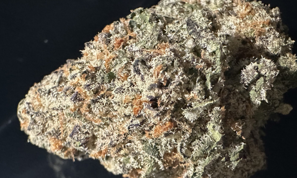 A group of several Gorilla Butter buds displaying diverse shades of forest green and violet.