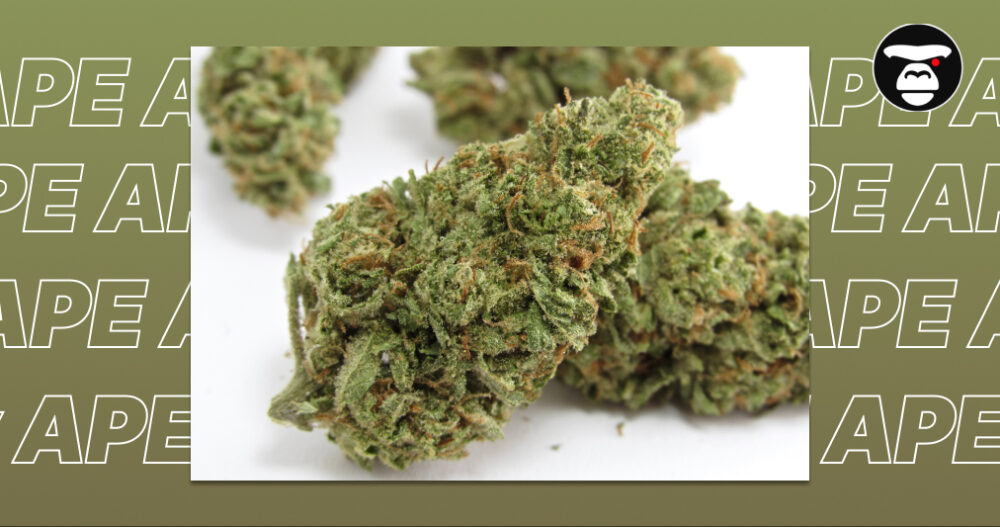 green-cannabis-nugs-ape-background