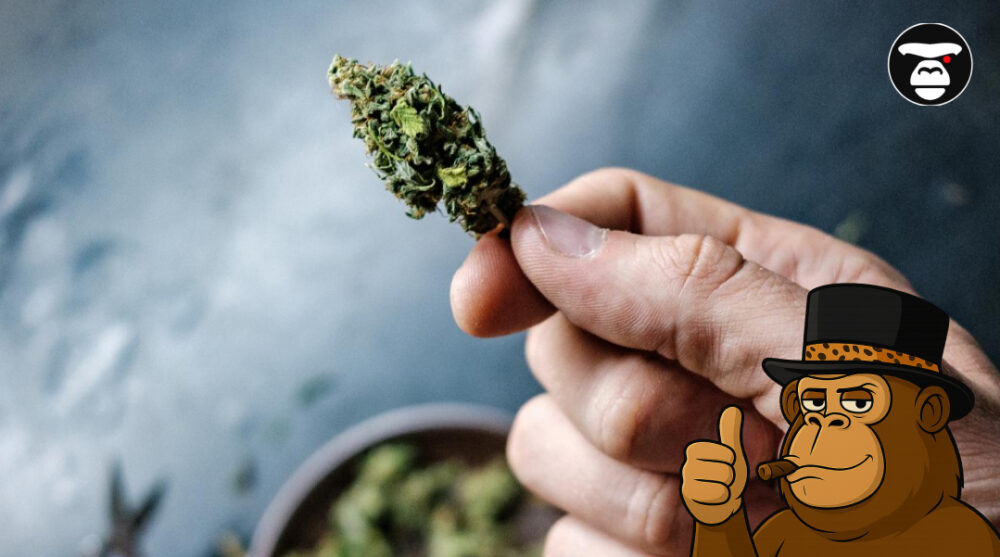 A hand holding a dried cannabis flower bud against a blurred background.