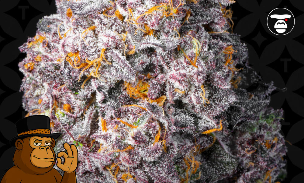 Macro view of milky white and amber trichomes on an Ice Cream Runtz cannabis flower.