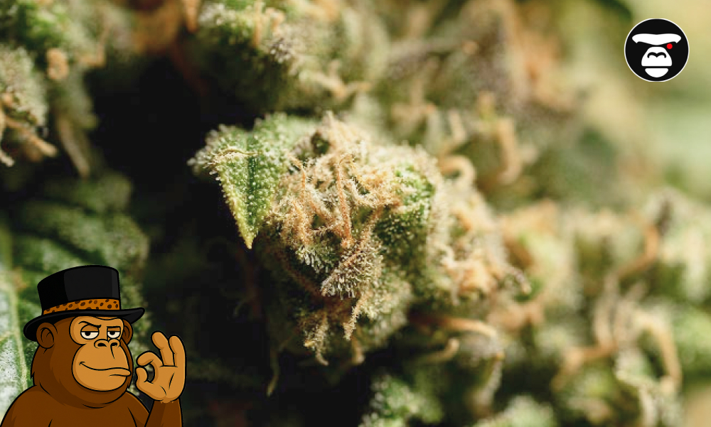 jack-herer-creative-sativa-strain