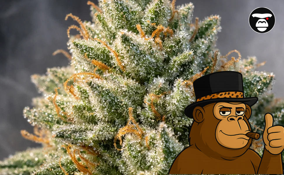 Macro view of crystalline trichomes on a Lemon OG Haze cannabis flower.