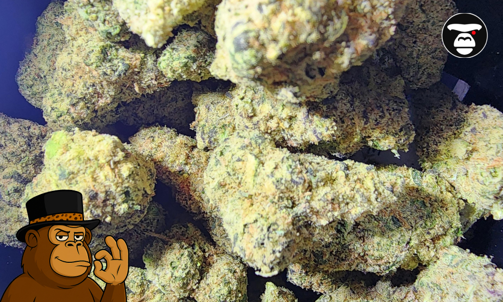 Macro view of milky white resin glands on a Lemon Sorbet cannabis flower.