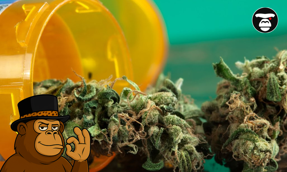 Dried cannabis buds spilling out of an orange prescription medication bottle.