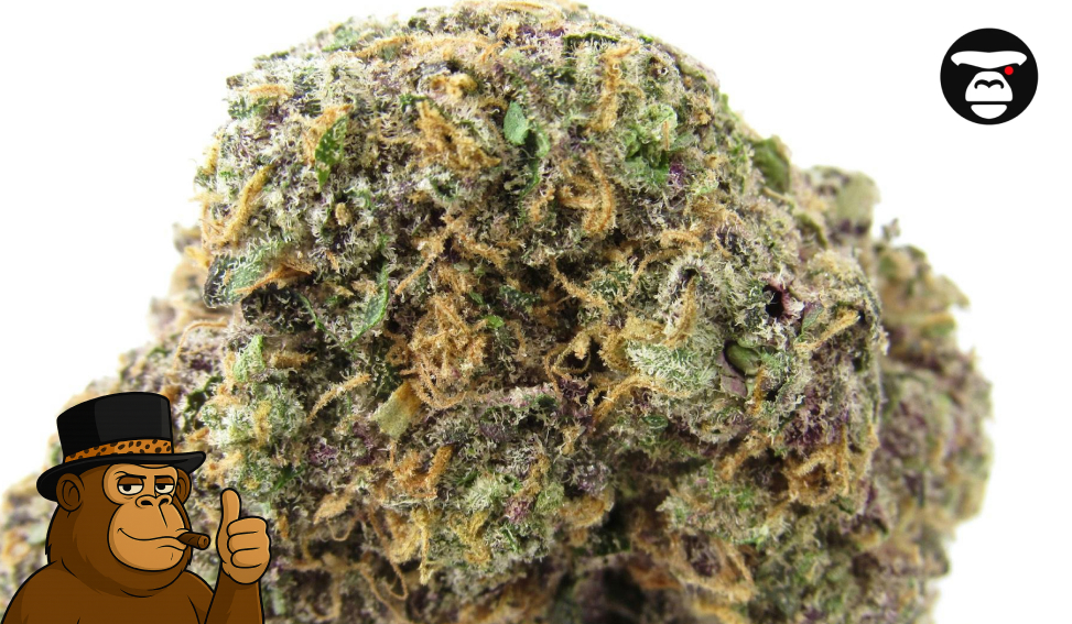 premium-purple-bud-close-up
