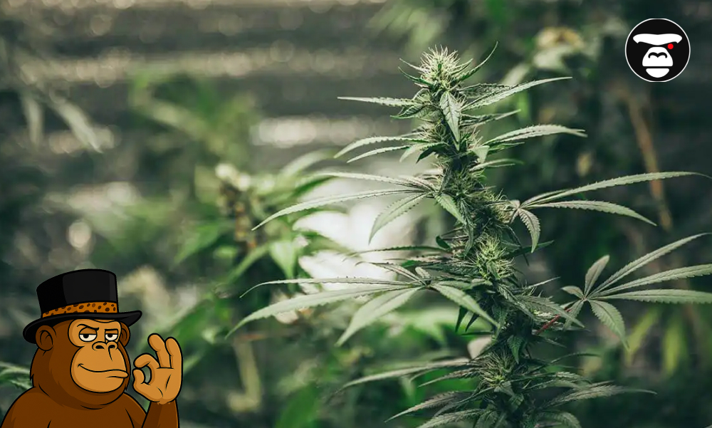 A group of colorful exotic THCa flower buds showing purple and lime green hues.