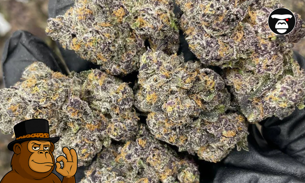 Multiple Rainbow Runtz buds displaying deep purple and violet hues.