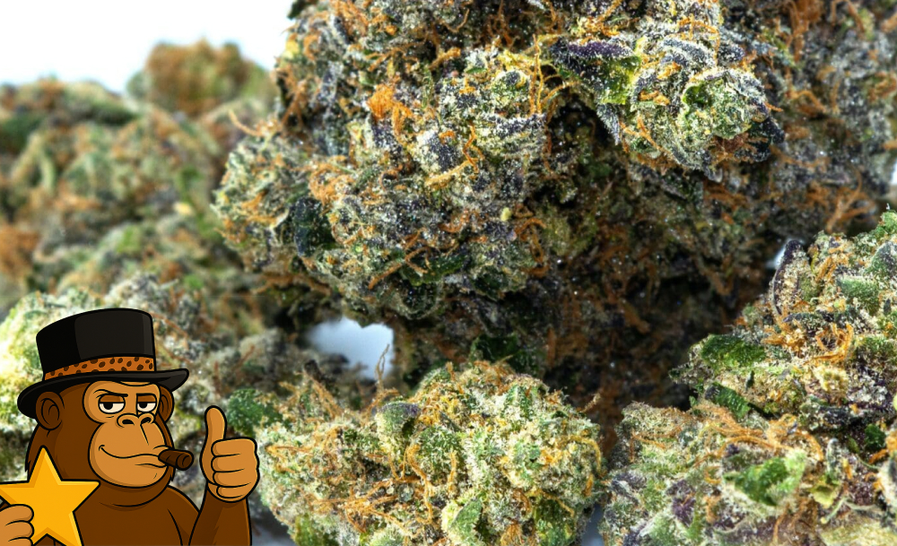 Macro view of Rainbow Runtz bud covered in a thick layer of white crystalline trichomes.