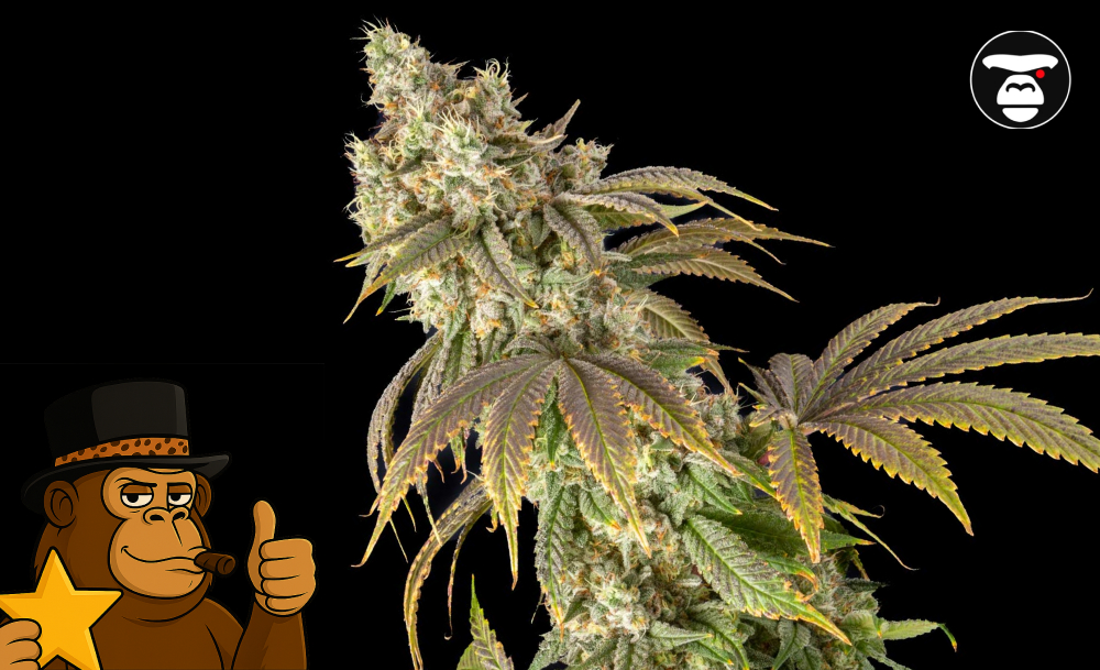 Frosty Sour Diesel bud showing long orange pistils and a dense crystalline coating.