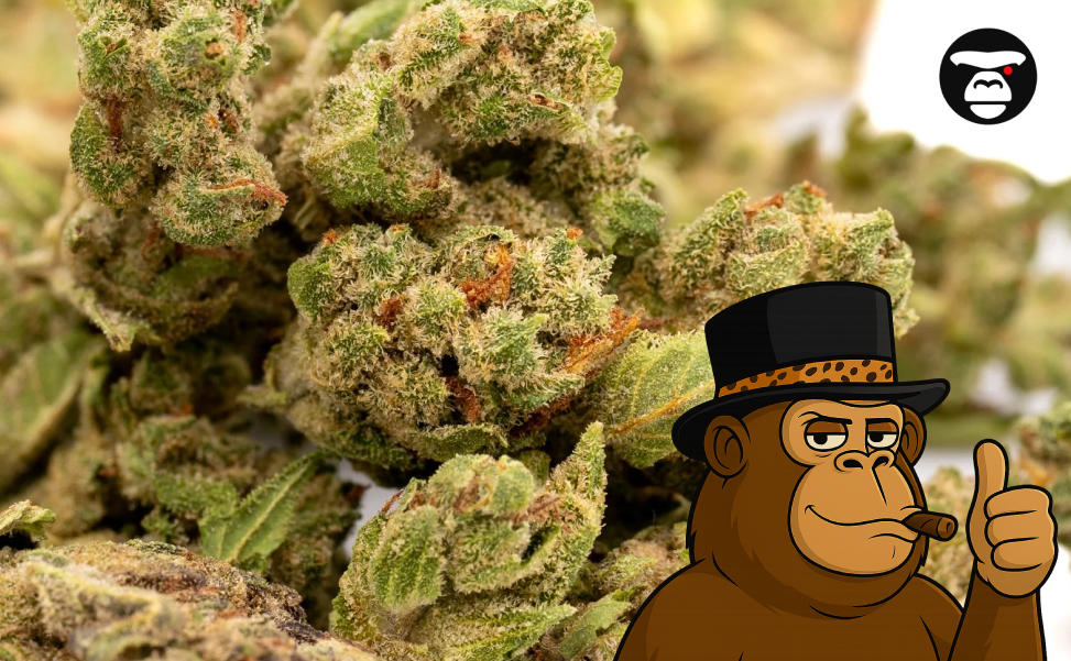 Macro view of crystalline THCa trichomes on a cured hemp flower.