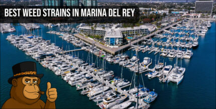 An aerial panoramic view of the Marina Del Rey harbor and docks with a headline for best cannabis strains.