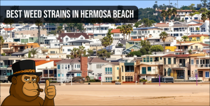 Panoramic aerial view of the Hermosa Beach pier and shoreline with a "Best Weed Strains" text overlay.