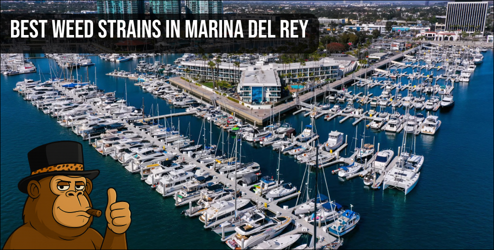 An aerial panoramic view of the Marina Del Rey harbor and docks with a headline for best cannabis strains.