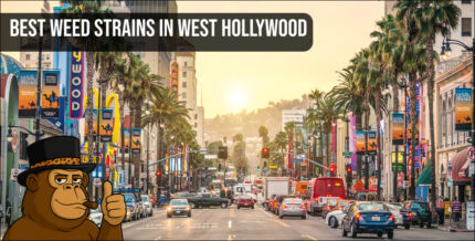 View of the Santa Monica Boulevard rainbow crosswalk representing the vibrant home of the best weed strains in West Hollywood.