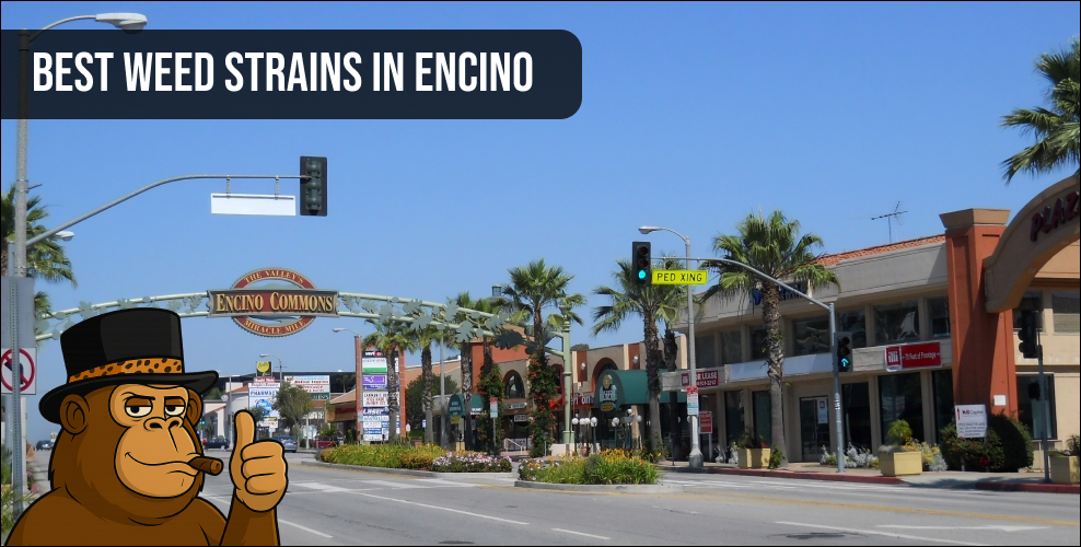 Street view of Encino Commons entrance representing where to find the best weed strains in Encino.