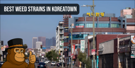 View of the Wiltern Theatre area representing the diverse culture and best weed strains in Koreatown.