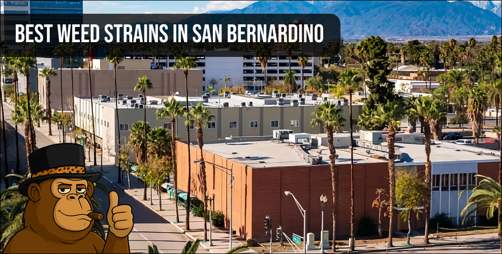 An aerial view of San Bernardino city buildings and palm trees with mountains in the background.