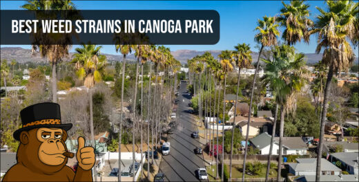 Close-up of premium cannabis buds representing Best Weed Strains In Canoga Park.