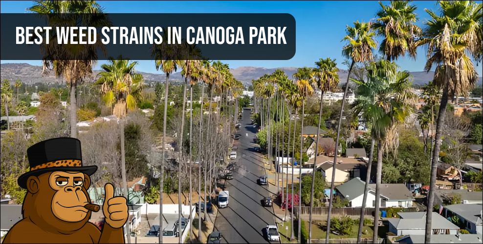 Close-up of premium cannabis buds representing Best Weed Strains In Canoga Park.