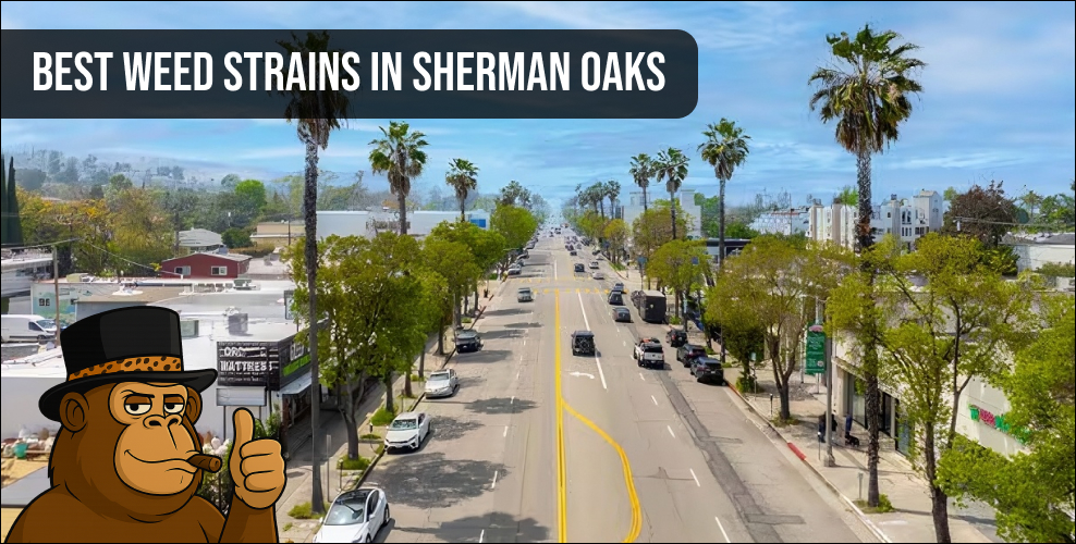 Wide-angle street view of Sherman Oaks California highlighting where to find the best weed strains in Sherman Oaks.