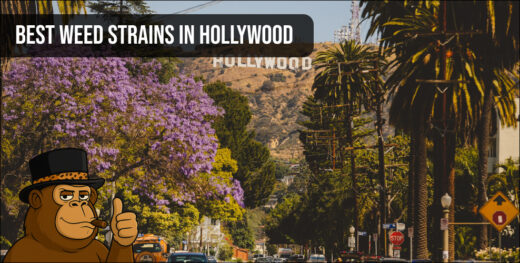 The Hollywood sign and palm trees under a clear sky with a banner for best weed strains in Hollywood.