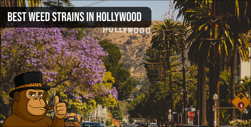 The Hollywood sign and palm trees under a clear sky with a banner for best weed strains in Hollywood.
