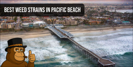 Macro shot of premium cannabis buds with orange hairs and dense trichomes in Pacific Beach.