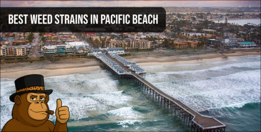 Macro shot of premium cannabis buds with orange hairs and dense trichomes in Pacific Beach.