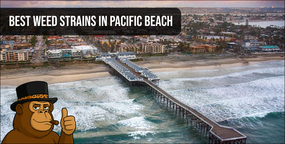 Macro shot of premium cannabis buds with orange hairs and dense trichomes in Pacific Beach.