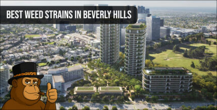Macro shot of premium cannabis buds with dense trichomes and vibrant orange hairs from a Beverly Hills dispensary.