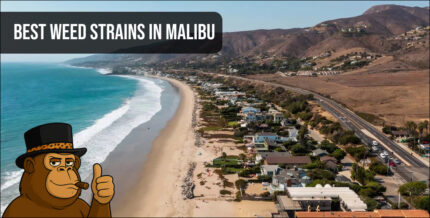 Aerial view of the Malibu coastline and Highway 1 representing the local premium cannabis lifestyle.