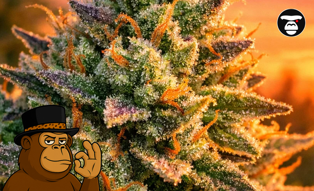 Best Weed Strains In Old Town Close-up macro of a frosty green cannabis bud with bright orange hairs and visible trichomes.