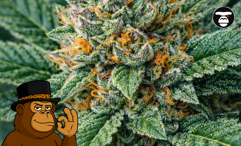 Close-up shot of a resin-rich hybrid cannabis bud featuring bright orange hairs and crystal-like trichomes.