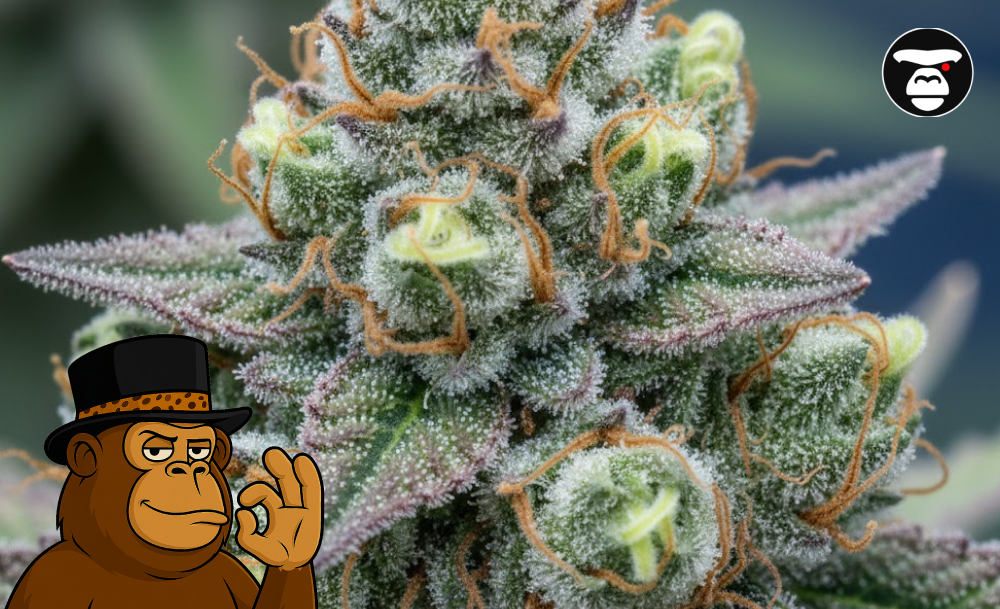 Best Weed Strains In Hermosa Beach Best Weed Strains In Hermosa Beach