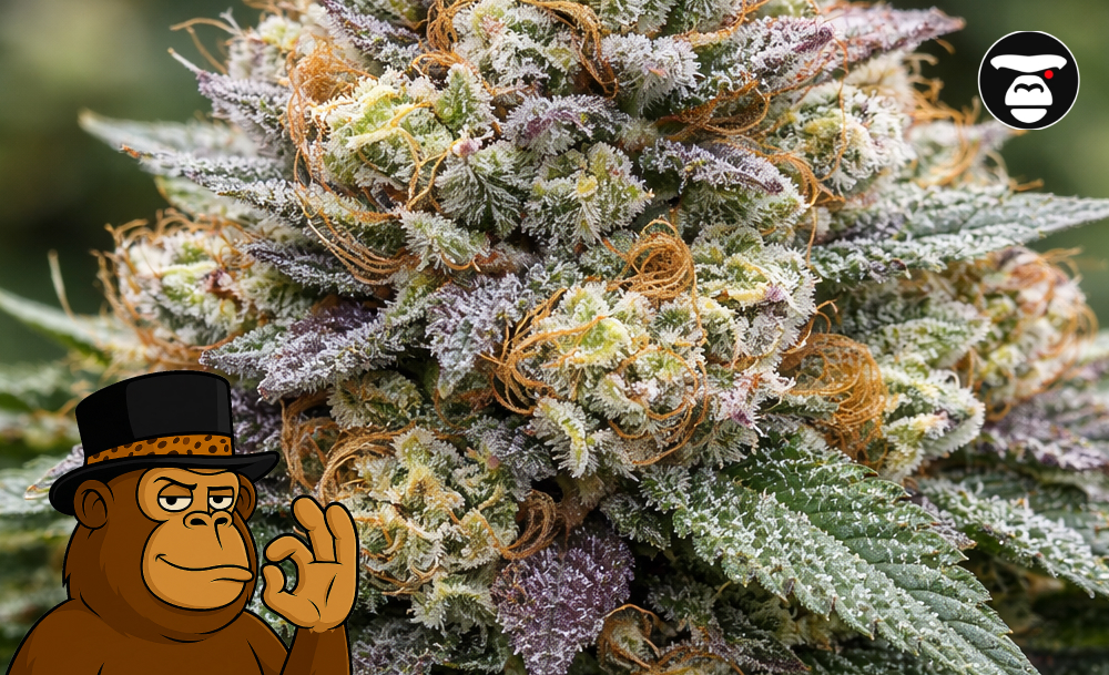 Macro photography of a dense, purple-tinted cannabis flower with a thick coating of resinous trichomes.