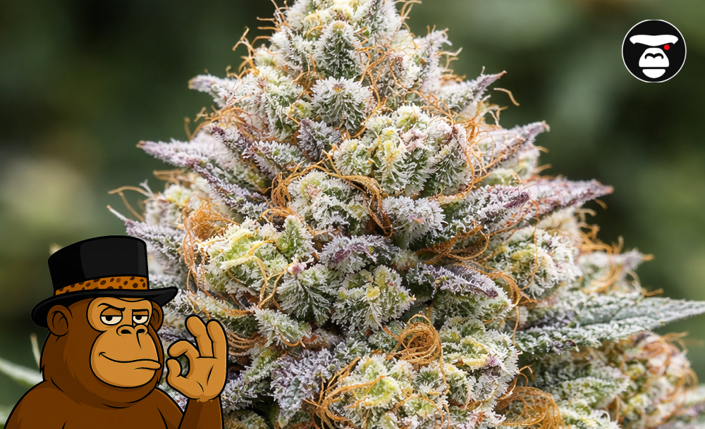 Best Weed Strains In Van Nuys Extreme macro photography of a resin-rich cannabis bud with vibrant purple leaves and white crystal trichomes.