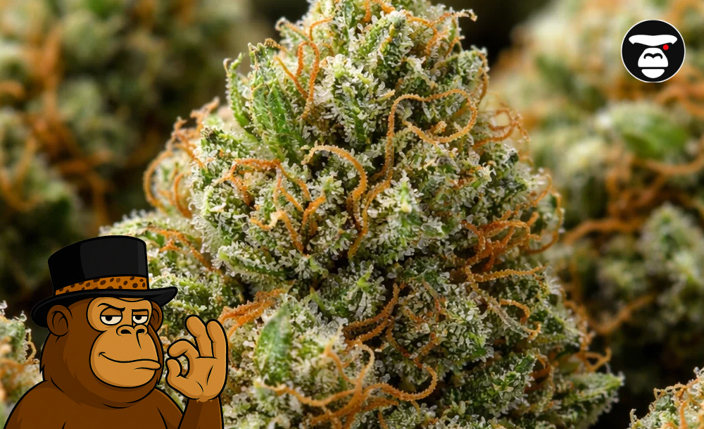 Macro shot of a bright green cannabis bud featuring dense white trichomes and vibrant orange pistils.